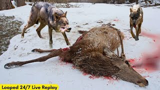 Italian wolves hunt Roe, Wild boar & Italian Red deer, All in 1 hunting session (looped livestream) screenshot 5