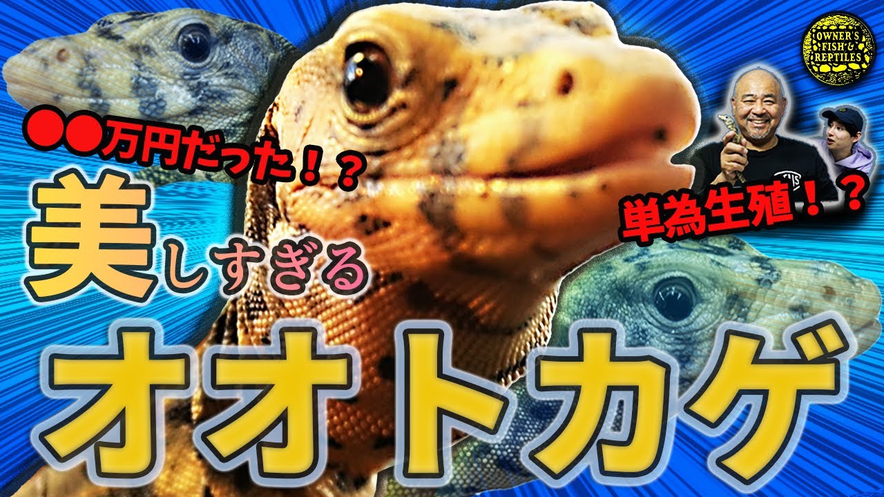 Beautiful] Sulfur Monitor Now in Stock [Monitor Lizard] - YouTube