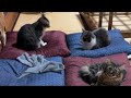 垂れ流し配信_夜_260918のサムネイル
