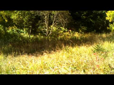 ირმის მყვირლობა ბორჯომ-ხარაგაულის ეროვნულ პარკში | Borjomi-Kharagauli National Park