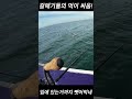 갈매기의 먹이 싸움(f.밥 주면 머리에 똥쌉니다.)