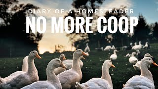 i don’t use a coop (and haven’t lost a single duck) // diary of a permaculture homestead