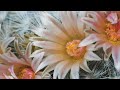 Mammillaria Candida fascinating flowering | Cacti timelapse in 4K