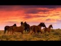 Wild horses