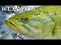 Wild America | S6 E6 Billion Dollar Bass | Full Episode HD