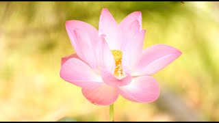 lotus video wallpaper - pink lotus wallpaper screenshot 4