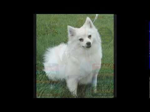 Chaff - Cuanla Chaff - Cuanla