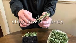 Rooting Rosemary