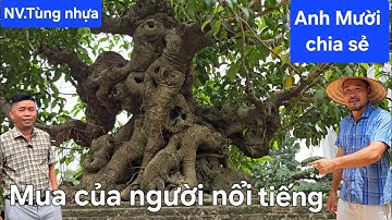 Chiêm ngưỡng giàn phôi khủng của nhà vườn Tùng nhựa 