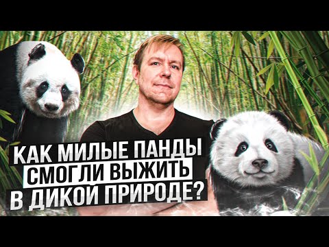 Как милые и ленивые панды смогли выжить в дикой природе? Стендап с картинками