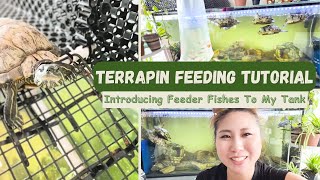 Terrapin Feeding Tutorial: Introducing Feeder Fishes to my 6ft Tank 🐢🌿 | Sandra Faustina by Sandra Faustina 71 views 1 month ago 7 minutes, 11 seconds