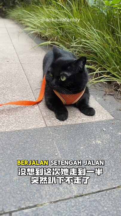 Kucing Hitam pembawa keberuntungan #shorts #catlover #animals