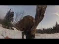 GoPro Moose Attack