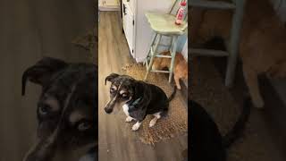 Cat Trying to Play With Dog’s Tail