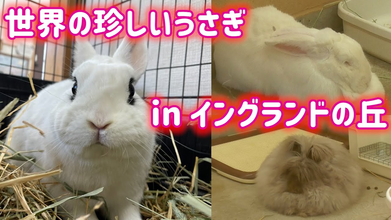 世界の珍しいうさぎに迫る！【ラビットワーレン】 - YouTube