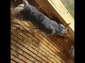 Puppy Koira loves chickens