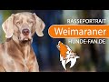 Weimaraner [2020] Rasse, Aussehen & Charakter