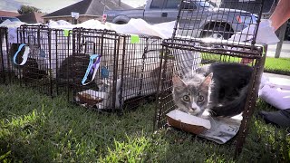 What is TNR (Trap Neuter Return)?