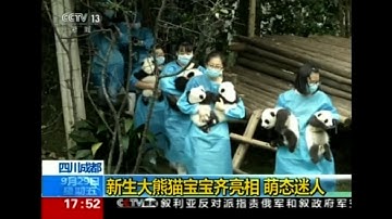 10 Giant Panda Cubs Make Public Debut in China