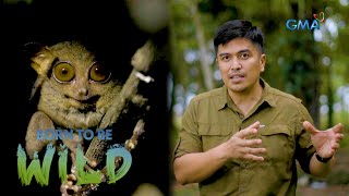 Explore The Territory Of Tarsiers With Doc Ferds Recio Born To Be Wild