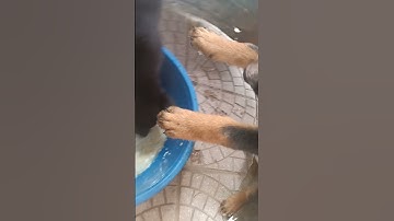 em béc giê f khủng đang ăn ai cần liên hệ 0366902214