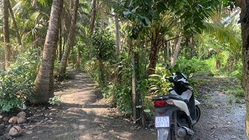 ➂➀➃➂ bán vườn dừa 2360m xã Thạnh Nhựt Gò Công Tây chỉ 1,2 tỉ còn thương lượng