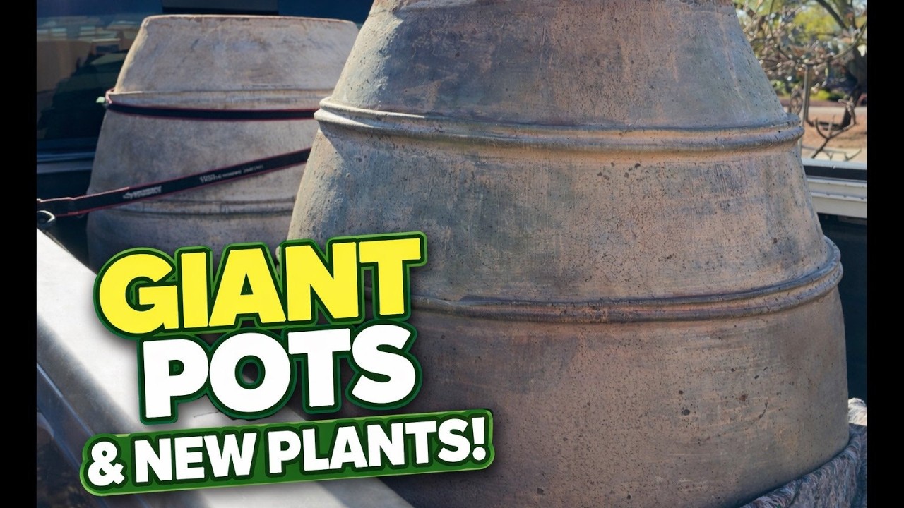 We Bought GIANT Pots & New Plants! 🌿 Home Depot Haul + Setup