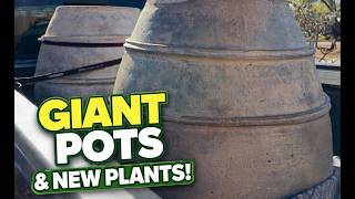 We Bought GIANT Pots & New Plants! 🌿 Home Depot Haul + Setup