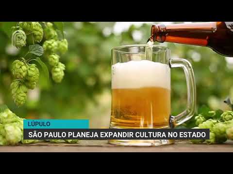 Lúpulo | São Paulo planeja expandir cultura no estado | Canal Rural