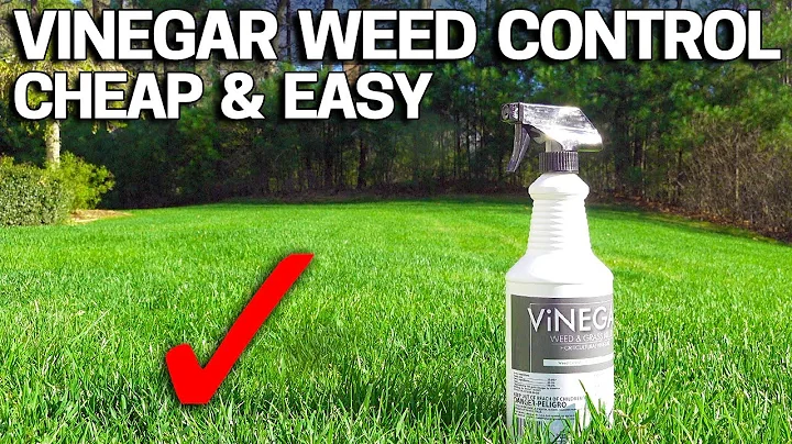 Vinegar Weed Killer - Works in 24 Hours - DayDayNews