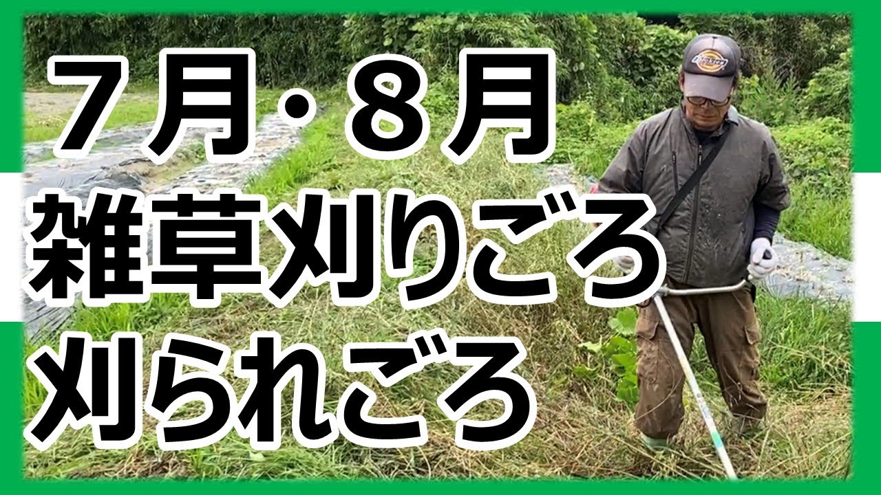 Vegetable field] Video of weeding the ridges - YouTube