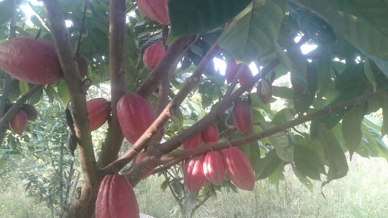 Budidaya kakao (Pesona Klon BR25 / S2