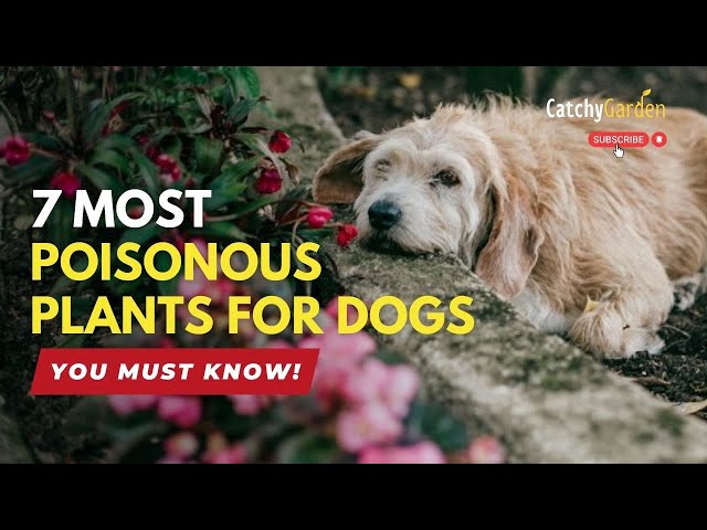 The Most Poisonous Plants to Dogs