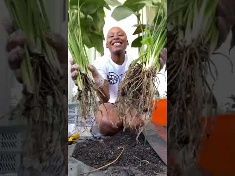 How to Propagate a Peace Lily Plant 🪴step by step for beginners