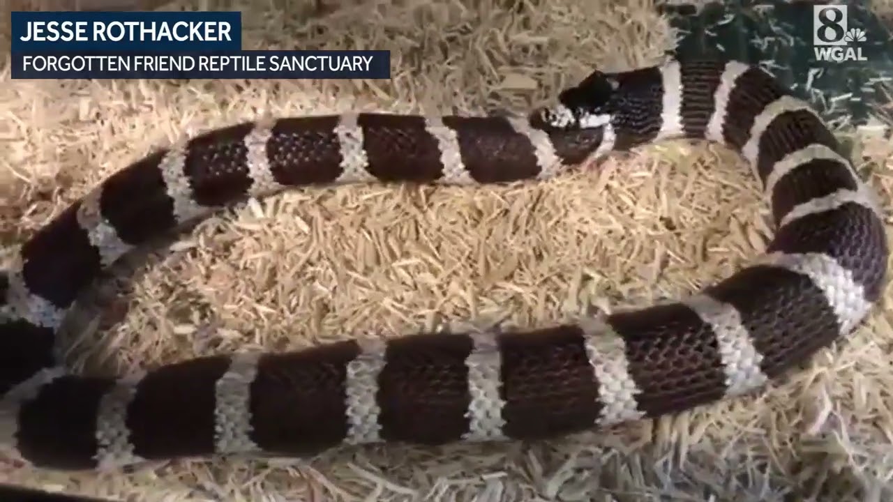 Snake Eating His Own Tail