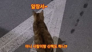 사람과 산책하는 고양이 사람과 산책하는 고양이