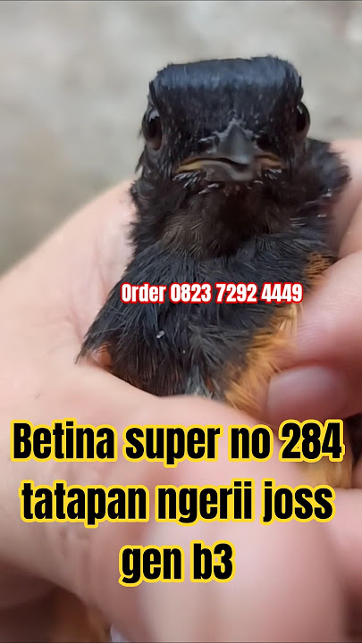 Betina super no 284 tatapan ngerii joss gen b3‼️