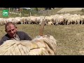 Festa e qethjes së deleve në fshatin Shtupeq të bjeshkëve të Rugovës