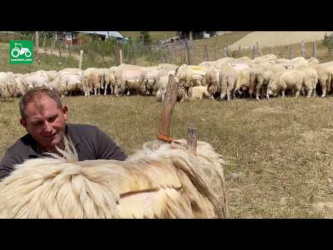 Video: Agrofirm Nestor Në Fshatin Shushary, Rrethi Pushkin
