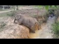 Stuck baby elephant gets help from aunt