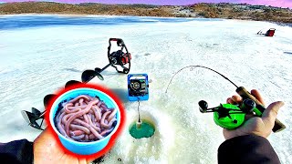 Ice Fishing w/ NIGHT CRAWLERS?!? --Surprisingly Effective Winter Bait!!