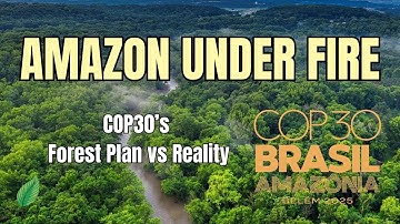 Amazon Under Pressure: COP30’s Big Forest Promises vs Harsh Reality