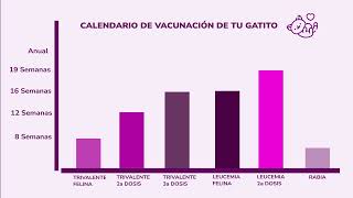 Esquema de Vacunación Ideal Para Los Gatos - Vídeo Promocional de Whiskas