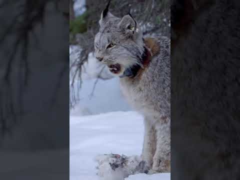 Video: Kanadensiskt lodjur - en katt som kan tämjas