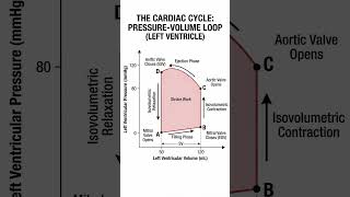 THE CARDIAC CYCLE: PRESSURE-VOLUME LOOP.#PVloop #cardiaccycle #hemodynamics #cardiacphysiology #fyp