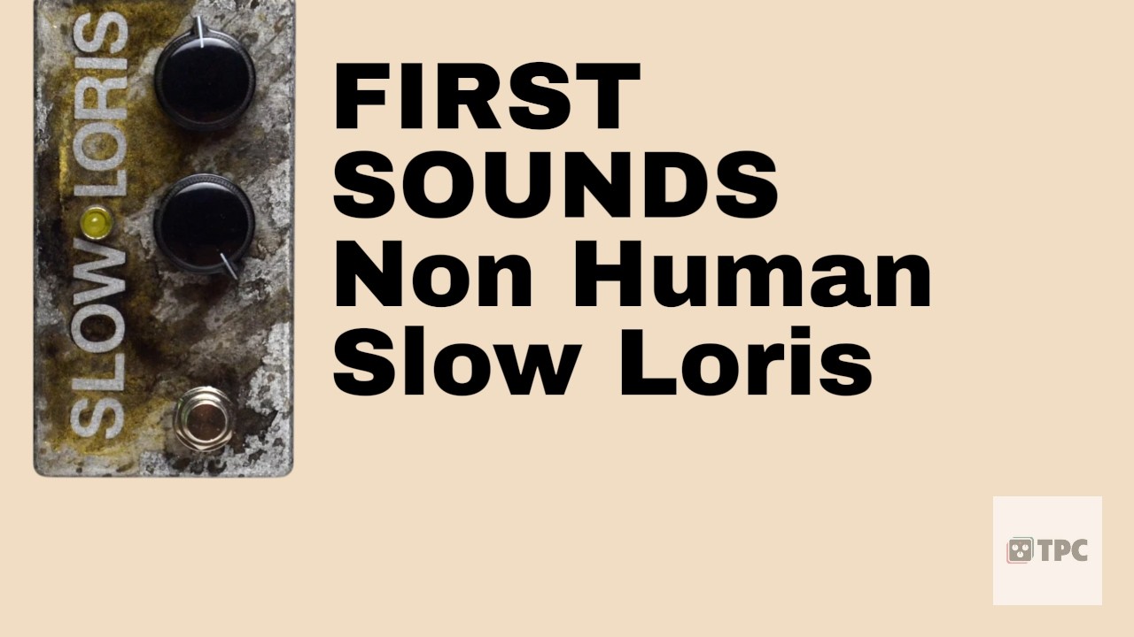 FIRST SOUNDS // Slow Loris Modulated Slapback by Non-Human Audio