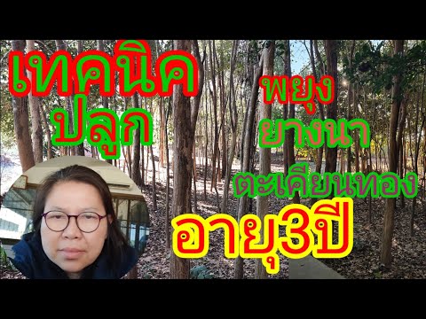#ปลูกป่าผสมผสาน#เทคนิคปลูกพยุง#ราคาซื้อขายไม้พยุง#ปลูกพยุงไม้มงคง#ยายภรณ์ชาแนล