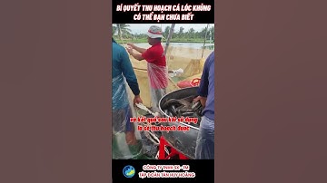 [Kỹ thuật nuôi cá] Bí quyết để có đàn cá lóc khủng