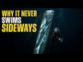 Why This 36ft 'Doomsday Fish' Never Swims Sideways (Physics of the Oarfish)#usa #oarfish #trending
