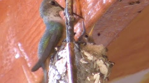 Humming birds from egg to first flight Amazing video